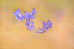 Flora &raquo; Wildblumen, Orchideen