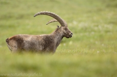 8 Alpensteinbock - Capra ibex