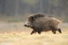 Säugetiere &raquo; Wild, Wildschweine