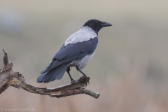 33 Nebelkrähe - Corvus (corone) cornix