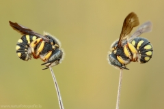 35 Kleine Harzbiene