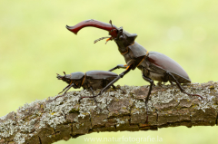 Insekten &raquo; Käfer