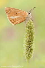 891 Weißdolch-Bläuling - Polyommatus damon ♀