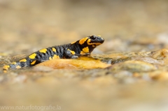 1 Feuersalamander - Salamandra salamandra