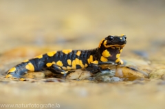 3 Feuersalamander - Salamandra salamandra