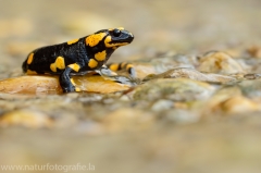 4 Feuersalamander - Salamandra salamandra