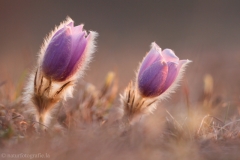 5 Küchenschelle - Pulsatilla vugaris