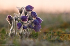 8 Küchenschelle - Pulsatilla vugaris