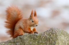 103 Eichhörnchen - Sciurus vulgaris