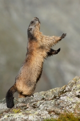 105 Murmeltier - Marmota marmota