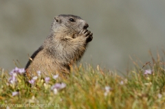 106 Murmeltier - Marmota marmota