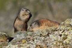 111 Murmeltier - Marmota marmota