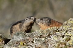 110 Murmeltier - Marmota marmota