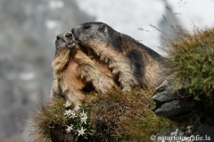 113 Murmeltier - Marmota marmota