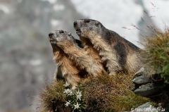 114 Murmeltier - Marmota marmota