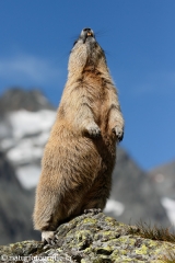 115 Murmeltier - Marmota marmota