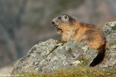 116 Murmeltier - Marmota marmota