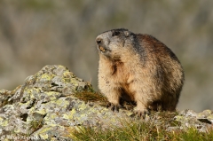 117 Murmeltier - Marmota marmota