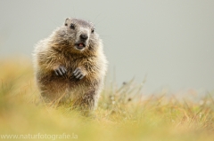 108 Murmeltier - Marmota marmota