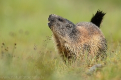109 Murmeltier - Marmota marmota