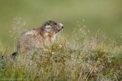 124 Murmeltier - Marmota marmota