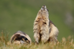 121 Murmeltier - Marmota marmota