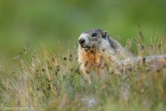 122 Murmeltier - Marmota marmota