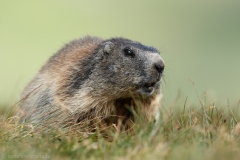 123 Murmeltier - Marmota marmota