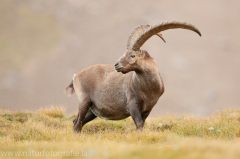 125 Alpensteinbock - Capra ibex ♂