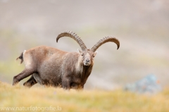 123 Alpensteinbock - Capra ibex ♂