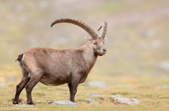 124 Alpensteinbock - Capra ibex ♂