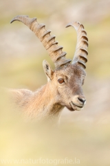 126 Alpensteinbock - Capra ibex ♂