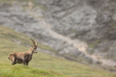 17 Alpensteinbock - Capra ibex