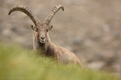 18 Alpensteinbock - Capra ibex