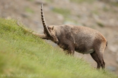 19 Alpensteinbock - Capra ibex