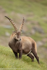 20 Alpensteinbock - Capra ibex