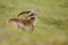 9 Alpensteinbock - Capra ibex
