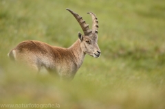 10 Alpensteinbock - Capra ibex
