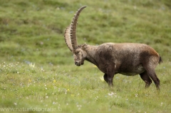 11 Alpensteinbock - Capra ibex