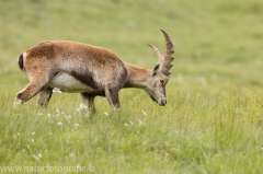 12 Alpensteinbock - Capra ibex