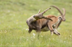 13 Alpensteinbock - Capra ibex