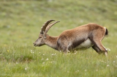 14 Alpensteinbock - Capra ibex