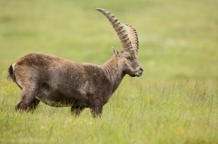 15 Alpensteinbock - Capra ibex
