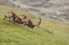 16 Alpensteinbock - Capra ibex