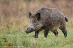 3 Wildschwein - Sus scrofa