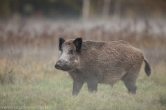 1 Wildschwein - Sus scrofa