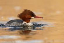 24 Gänsesäger - Mergus merganser