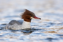 25 Gänsesäger - Mergus merganser