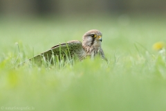 379 Turmfalke - Falco tinnunculus