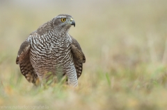 493 Habicht - Accipiter gentilis